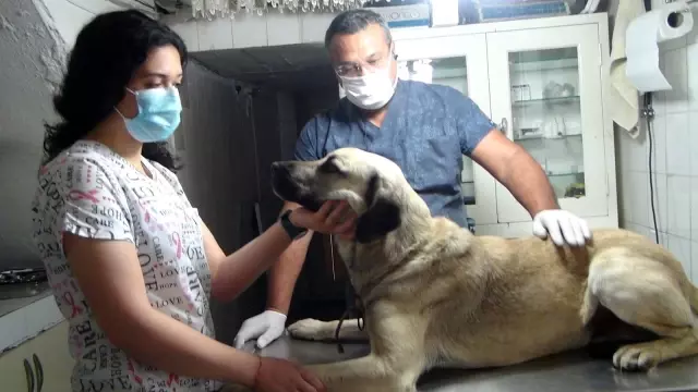 Sokak köpeğine bıçakla saldırdılar, öldüremeyince kurşun yağdırıp kaçtılar Sokak köpeğine bıçakla saldırdılar, öldüremeyince kurşun yağdırıp kaçtılar