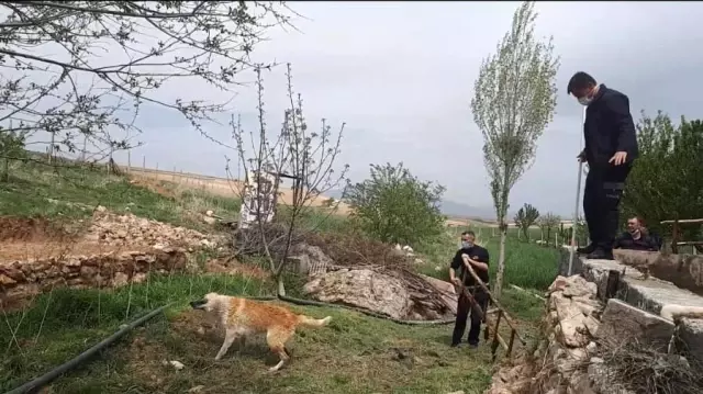 Son dakika haber | Sulama havuzuna düşen 3 köpeği itfaiye kurtardı Son dakika haber | Sulama havuzuna düşen 3 köpeği itfaiye kurtardı
