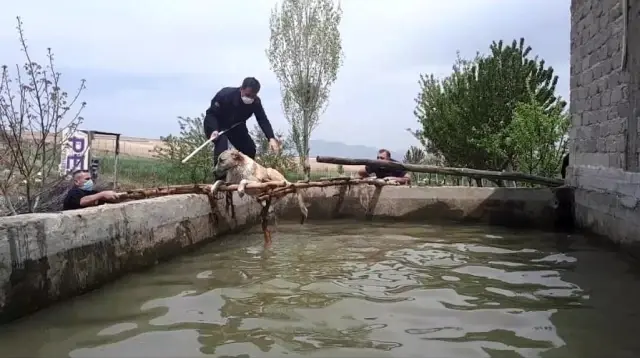 Son dakika haber | Sulama havuzuna düşen 3 köpeği itfaiye kurtardı Son dakika haber | Sulama havuzuna düşen 3 köpeği itfaiye kurtardı