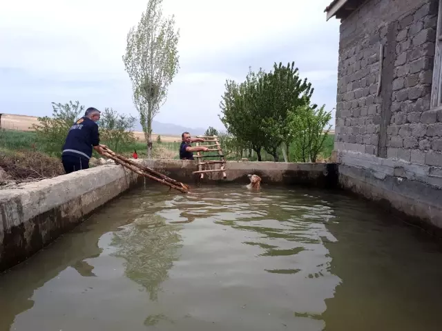 Son dakika haber | Sulama havuzuna düşen 3 köpeği itfaiye kurtardı Son dakika haber | Sulama havuzuna düşen 3 köpeği itfaiye kurtardı