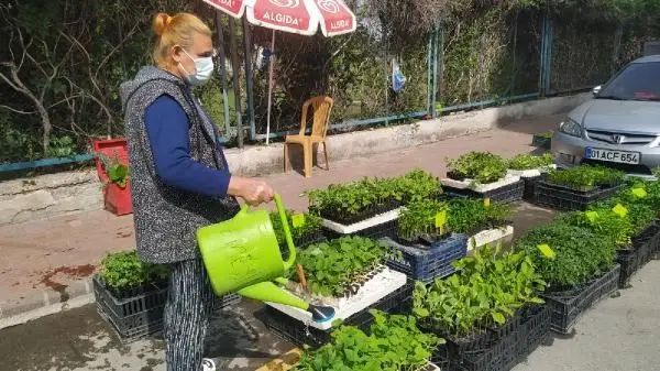 TAM KAPANMA ÖNCESİ FİDE SATIŞLARI ARTTI TAM KAPANMA ÖNCESİ FİDE SATIŞLARI ARTTI