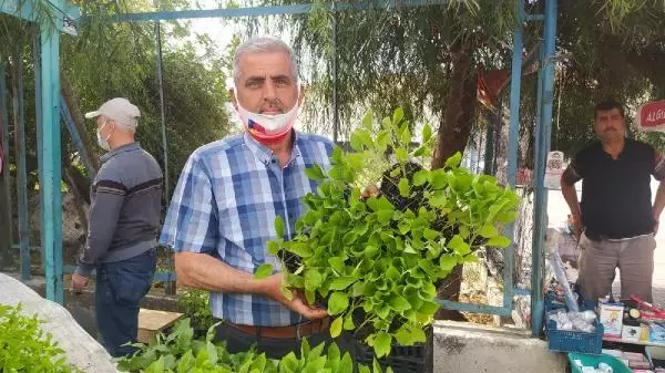 TAM KAPANMA ÖNCESİ FİDE SATIŞLARI ARTTI TAM KAPANMA ÖNCESİ FİDE SATIŞLARI ARTTI