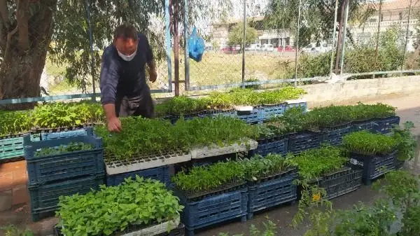 TAM KAPANMA ÖNCESİ FİDE SATIŞLARI ARTTI TAM KAPANMA ÖNCESİ FİDE SATIŞLARI ARTTI