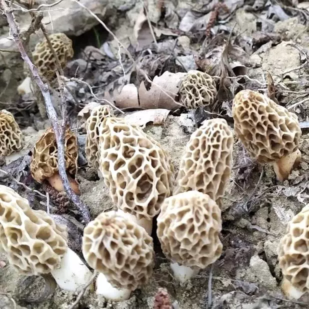 Tavşanlı'da kuzugöbeği' mantarı sezonu açıldı Tavşanlı'da kuzugöbeği' mantarı sezonu açıldı