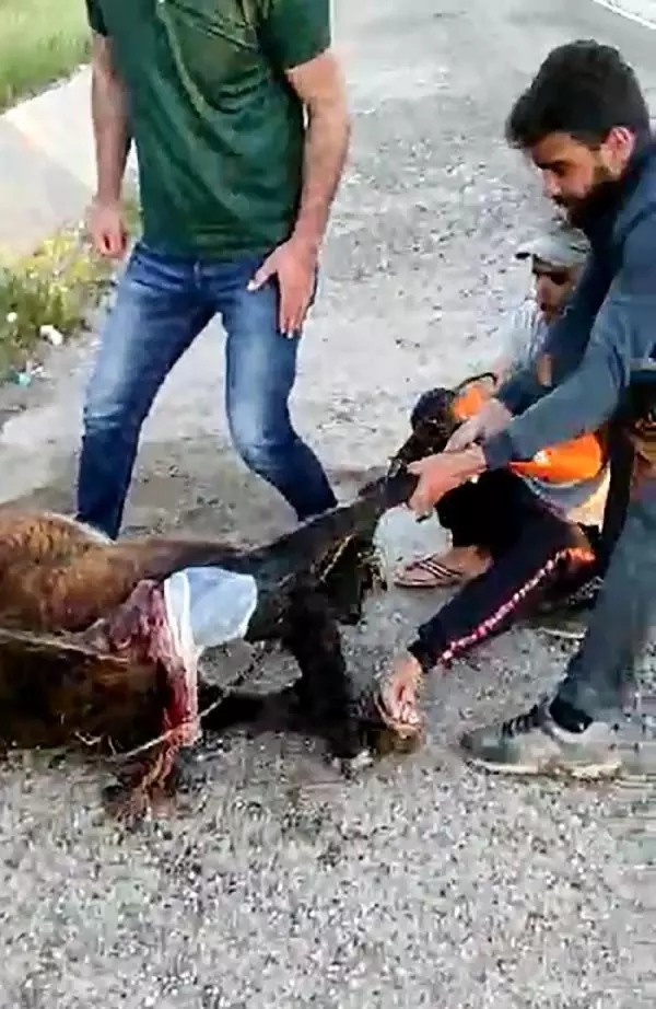 Veterineri telefonla görüntülü arayıp eşeğe doğum yaptırdı Veterineri telefonla görüntülü arayıp eşeğe doğum yaptırdı