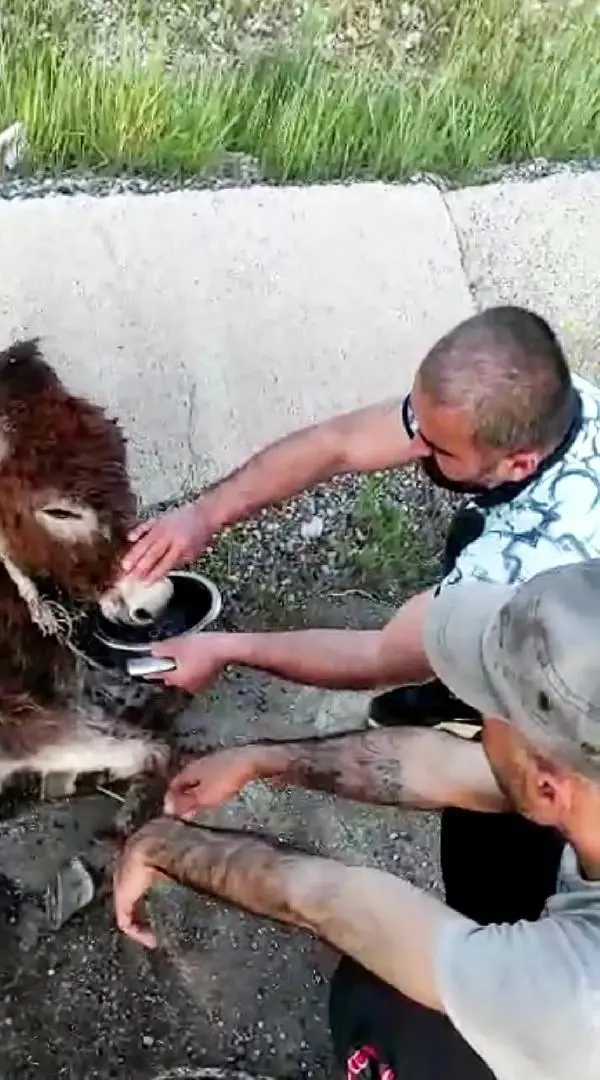 Veterineri telefonla görüntülü arayıp eşeğe doğum yaptırdı Veterineri telefonla görüntülü arayıp eşeğe doğum yaptırdı