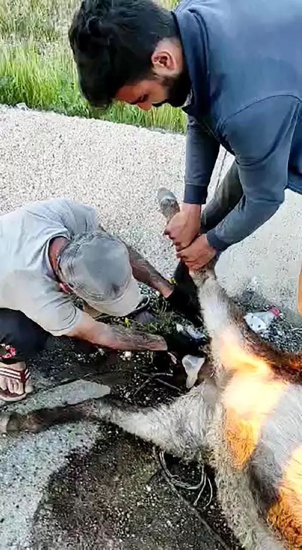 Veterineri telefonla görüntülü arayıp eşeğe doğum yaptırdı Veterineri telefonla görüntülü arayıp eşeğe doğum yaptırdı