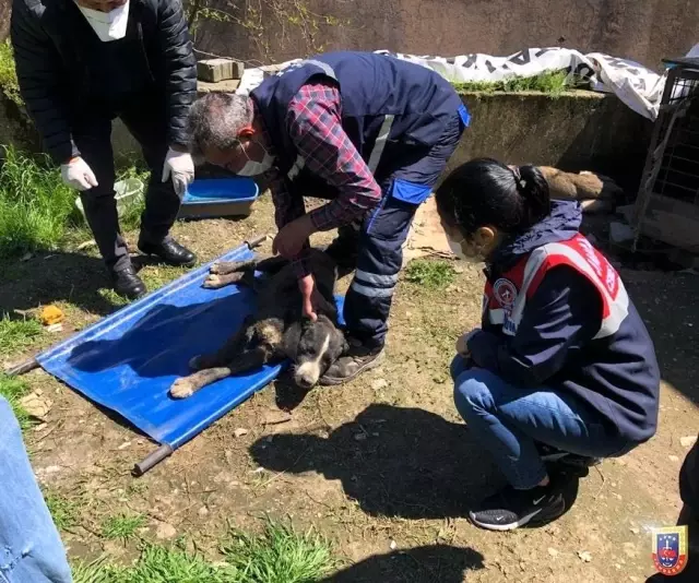 Yaralı bulunan köpeğe Jandarma şefkati Yaralı bulunan köpeğe Jandarma şefkati