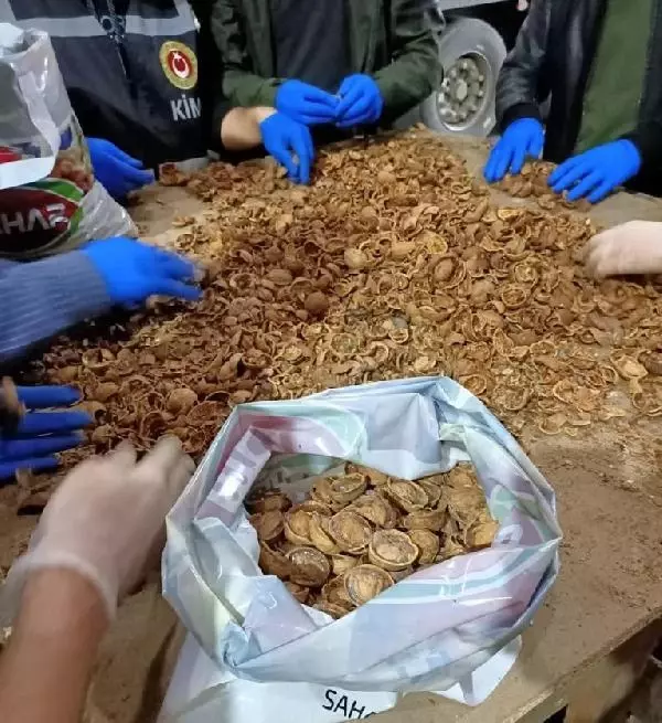 Akılalmaz plan! Cevizlerin içini boşaltıp uyuşturucu madde gizlemişler Akılalmaz plan! Cevizlerin içini boşaltıp uyuşturucu madde gizlemişler