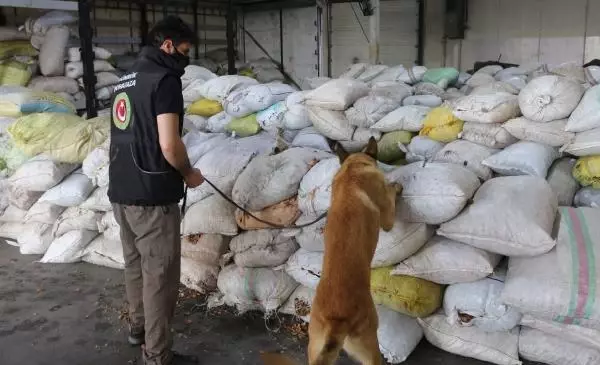 153 kilo afyon sakızını, ceviz kabuklarının içine gizlemişler