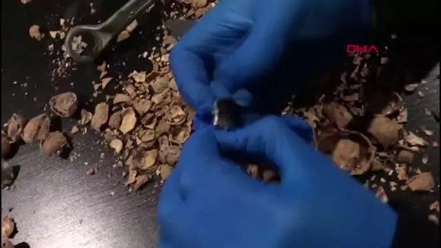 155 KİLO 550 GRAM AFYON SAKIZINI CEVİZİN İÇİNE YERLEŞTİRDİLER 155 KİLO 550 GRAM AFYON SAKIZINI CEVİZİN İÇİNE YERLEŞTİRDİLER