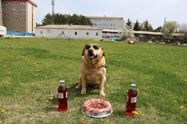 178 operasyonda görev yapan iz takip köpeği 'Hisar' artık emekli 178 operasyonda görev yapan iz takip köpeği 'Hisar' artık emekli