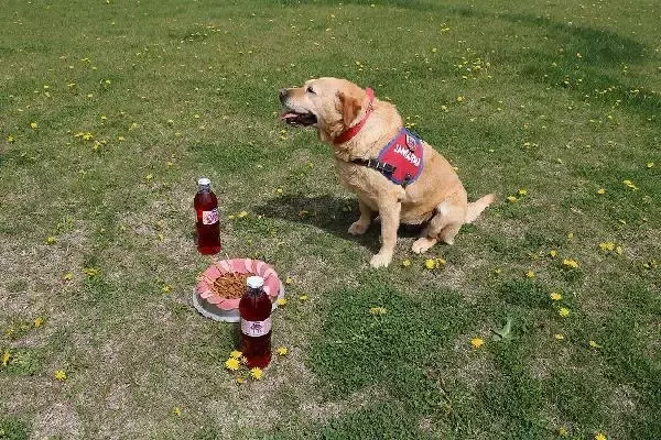 178 operasyonda görev yapan iz takip köpeği 'Hisar' artık emekli 178 operasyonda görev yapan iz takip köpeği 'Hisar' artık emekli