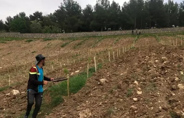 Adıyaman'da kadın çitçilere modern badem bahçesi Adıyaman'da kadın çitçilere modern badem bahçesi