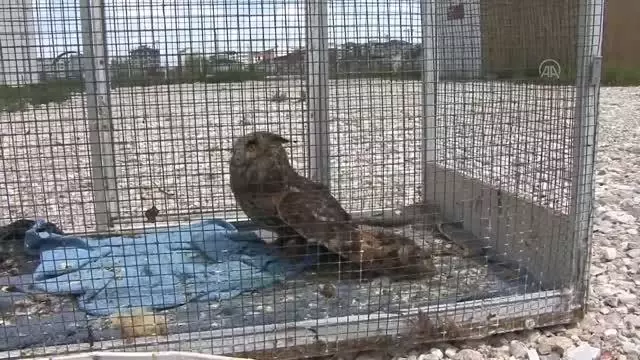 AFYONKARAHİSAR - Tedavileri tamamlanan iki yırtıcı kuş ile kır tavşanı doğaya salındı AFYONKARAHİSAR - Tedavileri tamamlanan iki yırtıcı kuş ile kır tavşanı doğaya salındı