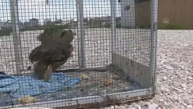 AFYONKARAHİSAR - Tedavileri tamamlanan iki yırtıcı kuş ile kır tavşanı doğaya salındı AFYONKARAHİSAR - Tedavileri tamamlanan iki yırtıcı kuş ile kır tavşanı doğaya salındı