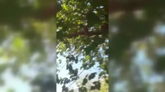 Son dakika haberleri! Ağaca çıkan kedisini yöresel şive ile talimatlar vererek indirdi Son dakika haberleri! Ağaca çıkan kedisini yöresel şive ile talimatlar vererek indirdi