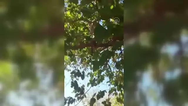 Son dakika haberleri! Ağaca çıkan kedisini yöresel şive ile talimatlar vererek indirdi Son dakika haberleri! Ağaca çıkan kedisini yöresel şive ile talimatlar vererek indirdi