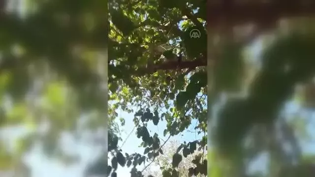 Son dakika haberleri! Ağaca çıkan kedisini yöresel şive ile talimatlar vererek indirdi Son dakika haberleri! Ağaca çıkan kedisini yöresel şive ile talimatlar vererek indirdi