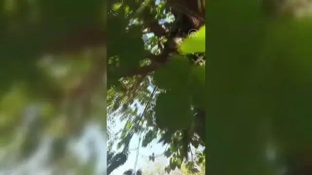 Son dakika haberleri! Ağaca çıkan kedisini yöresel şive ile talimatlar vererek indirdi Son dakika haberleri! Ağaca çıkan kedisini yöresel şive ile talimatlar vererek indirdi