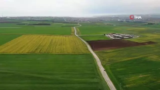 Son dakika haber | Altın sarısı 'kanola tarlaları' görsel şölen sundu Son dakika haber | Altın sarısı 'kanola tarlaları' görsel şölen sundu