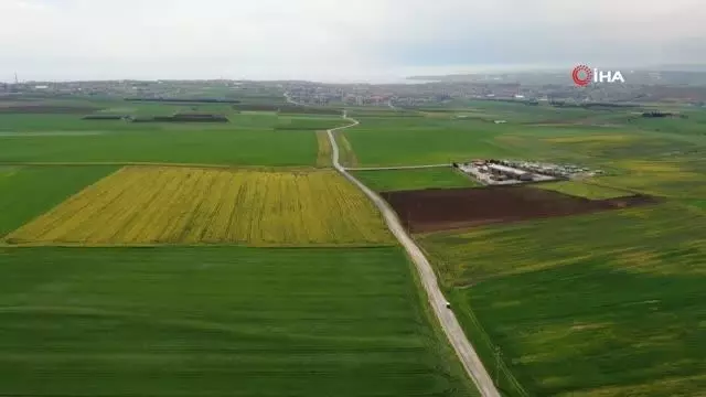 Son dakika haber | Altın sarısı 'kanola tarlaları' görsel şölen sundu Son dakika haber | Altın sarısı 'kanola tarlaları' görsel şölen sundu
