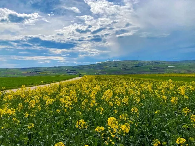 Altın sarısı Kanola tarlaları havadan görüntülendi Altın sarısı Kanola tarlaları havadan görüntülendi
