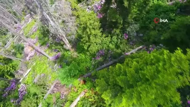 Artvin'de ladin ormanları, sekiz dişli kabuk böcek istilasıyla karşı karşıya Artvin'de ladin ormanları, sekiz dişli kabuk böcek istilasıyla karşı karşıya