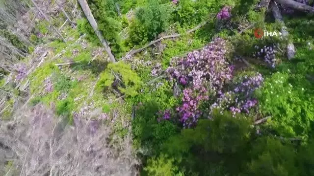 Artvin'de ladin ormanları, sekiz dişli kabuk böcek istilasıyla karşı karşıya Artvin'de ladin ormanları, sekiz dişli kabuk böcek istilasıyla karşı karşıya