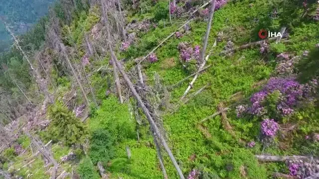 Artvin'de ladin ormanları, sekiz dişli kabuk böcek istilasıyla karşı karşıya Artvin'de ladin ormanları, sekiz dişli kabuk böcek istilasıyla karşı karşıya