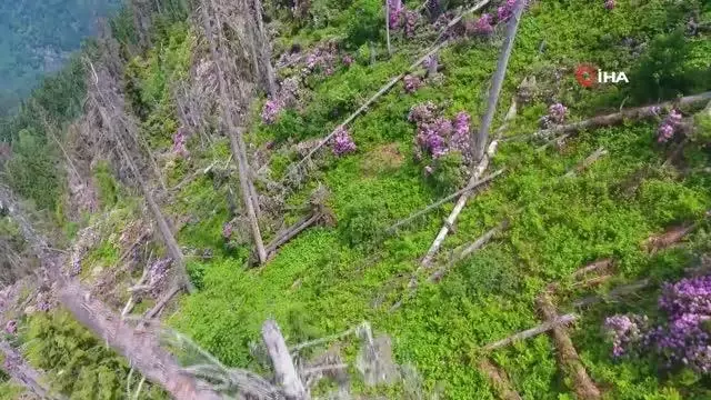 Artvin'de ladin ormanları, sekiz dişli kabuk böcek istilasıyla karşı karşıya Artvin'de ladin ormanları, sekiz dişli kabuk böcek istilasıyla karşı karşıya