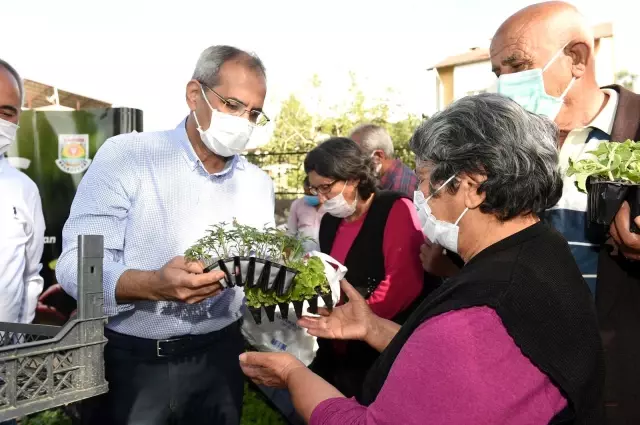 Tarsus'ta çitçilere 300 bin fide dağıtıldı Tarsus'ta çitçilere 300 bin fide dağıtıldı