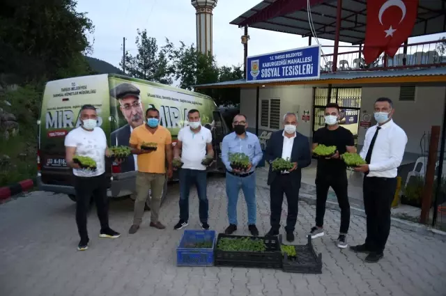 Tarsus'ta çitçilere 300 bin fide dağıtıldı Tarsus'ta çitçilere 300 bin fide dağıtıldı