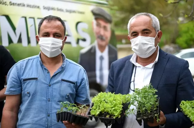 Tarsus'ta çitçilere 300 bin fide dağıtıldı Tarsus'ta çitçilere 300 bin fide dağıtıldı