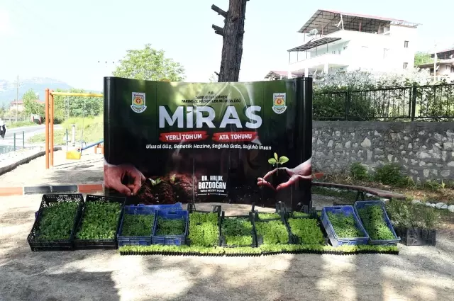 Tarsus'ta çitçilere 300 bin fide dağıtıldı Tarsus'ta çitçilere 300 bin fide dağıtıldı