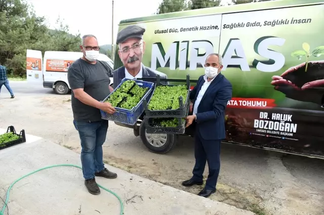 Tarsus'ta çitçilere 300 bin fide dağıtıldı Tarsus'ta çitçilere 300 bin fide dağıtıldı