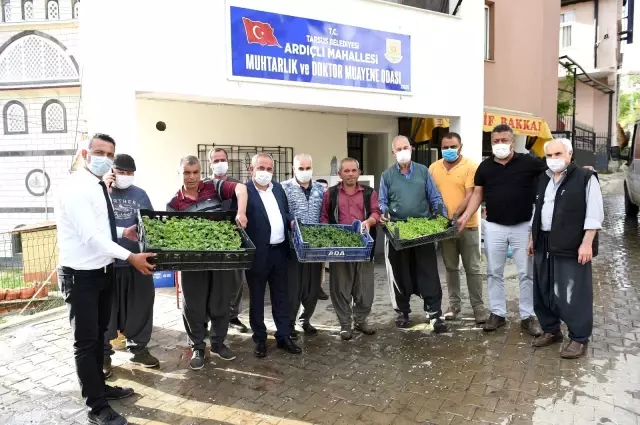 Tarsus'ta çitçilere 300 bin fide dağıtıldı Tarsus'ta çitçilere 300 bin fide dağıtıldı