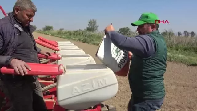 AYDIN İNCİRLİOVA 'DA ÜRETİCİ 'BEYAZ ALTIN PAMUK YERİNE, DAHA AZ SU İSTEYEN AYÇİÇEĞİNE YÖNELMEYE BAŞLADI AYDIN İNCİRLİOVA 'DA ÜRETİCİ 'BEYAZ ALTIN PAMUK YERİNE, DAHA AZ SU İSTEYEN AYÇİÇEĞİNE YÖNELMEYE BAŞLADI