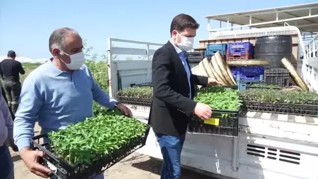 BALIKESİR - Çiftçiye yüzde 50 hibe ile 400 bin fide dağıtıldı BALIKESİR - Çiftçiye yüzde 50 hibe ile 400 bin fide dağıtıldı