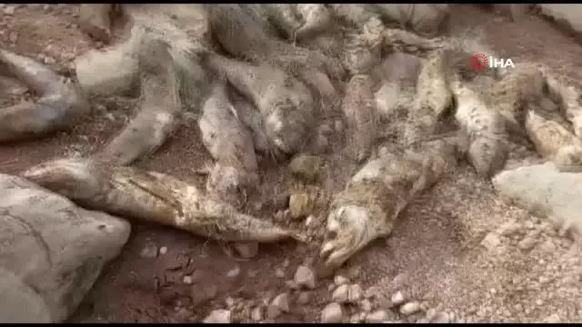 Botan Çayı'na kaçak ağ bıraktılar: Çok sayıda balık telef oldu Botan Çayı'na kaçak ağ bıraktılar: Çok sayıda balık telef oldu