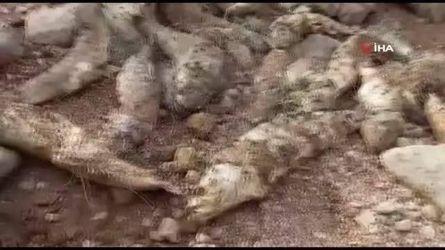 Botan Çayı'na kaçak ağ bıraktılar: Çok sayıda balık telef oldu Botan Çayı'na kaçak ağ bıraktılar: Çok sayıda balık telef oldu