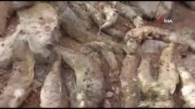 Botan Çayı'na kaçak ağ bıraktılar: Çok sayıda balık telef oldu Botan Çayı'na kaçak ağ bıraktılar: Çok sayıda balık telef oldu
