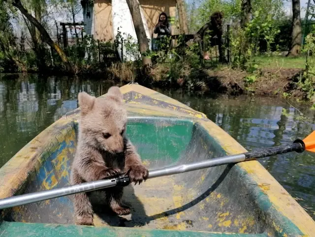 Böyle tatlı ayı görmediniz.. Oyuncaklar ile oynadı, kayığa bindi Böyle tatlı ayı görmediniz.. Oyuncaklar ile oynadı, kayığa bindi
