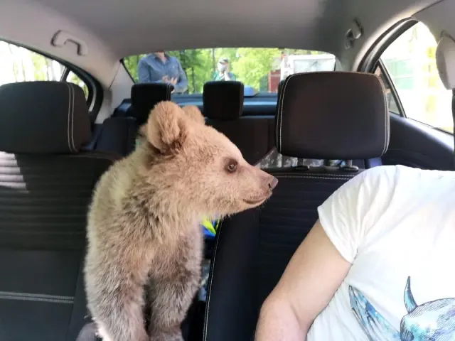 Böyle tatlı ayı görmediniz.. Oyuncaklar ile oynadı, kayığa bindi Böyle tatlı ayı görmediniz.. Oyuncaklar ile oynadı, kayığa bindi
