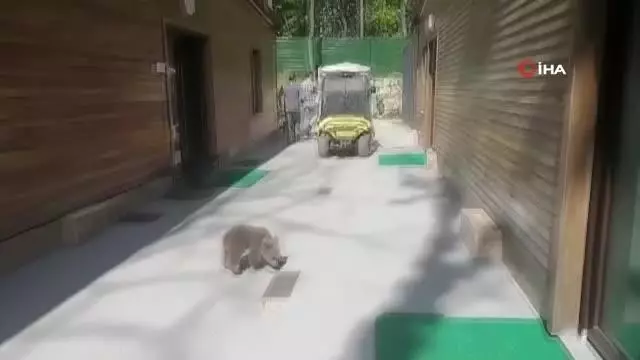 Böyle tatlı ayı görmediniz.. Oyuncaklar ile oynadı, kayığa bindi Böyle tatlı ayı görmediniz.. Oyuncaklar ile oynadı, kayığa bindi