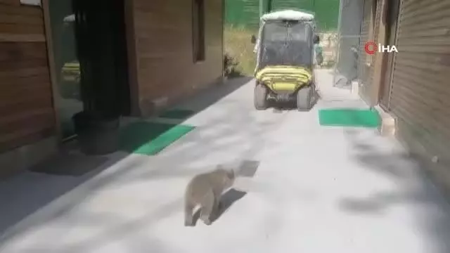 Böyle tatlı ayı görmediniz.. Oyuncaklar ile oynadı, kayığa bindi Böyle tatlı ayı görmediniz.. Oyuncaklar ile oynadı, kayığa bindi
