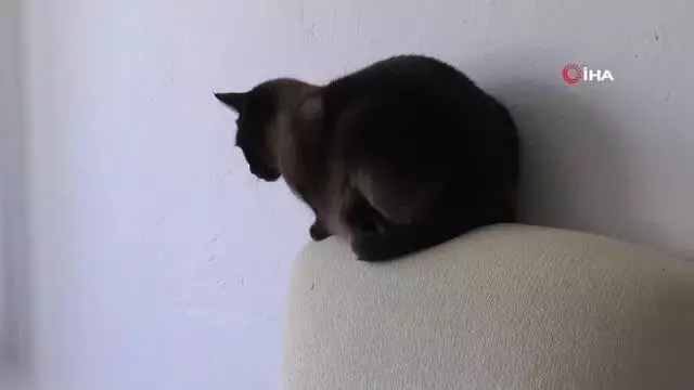 Bu otelde kediler çok rahat Bu otelde kediler çok rahat
