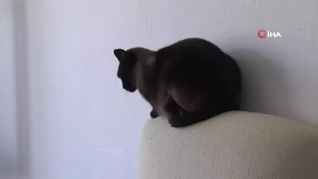 Bu otelde kediler çok rahat Bu otelde kediler çok rahat