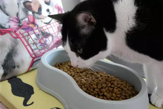 Bu otelde kediler çok rahat Bu otelde kediler çok rahat