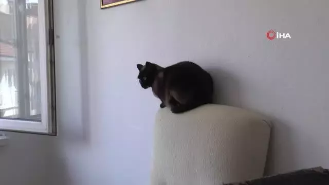 Bu otelde kediler çok rahat Bu otelde kediler çok rahat